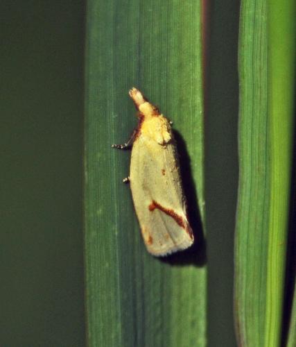 Réf. 305 572 : Agapeta hamana